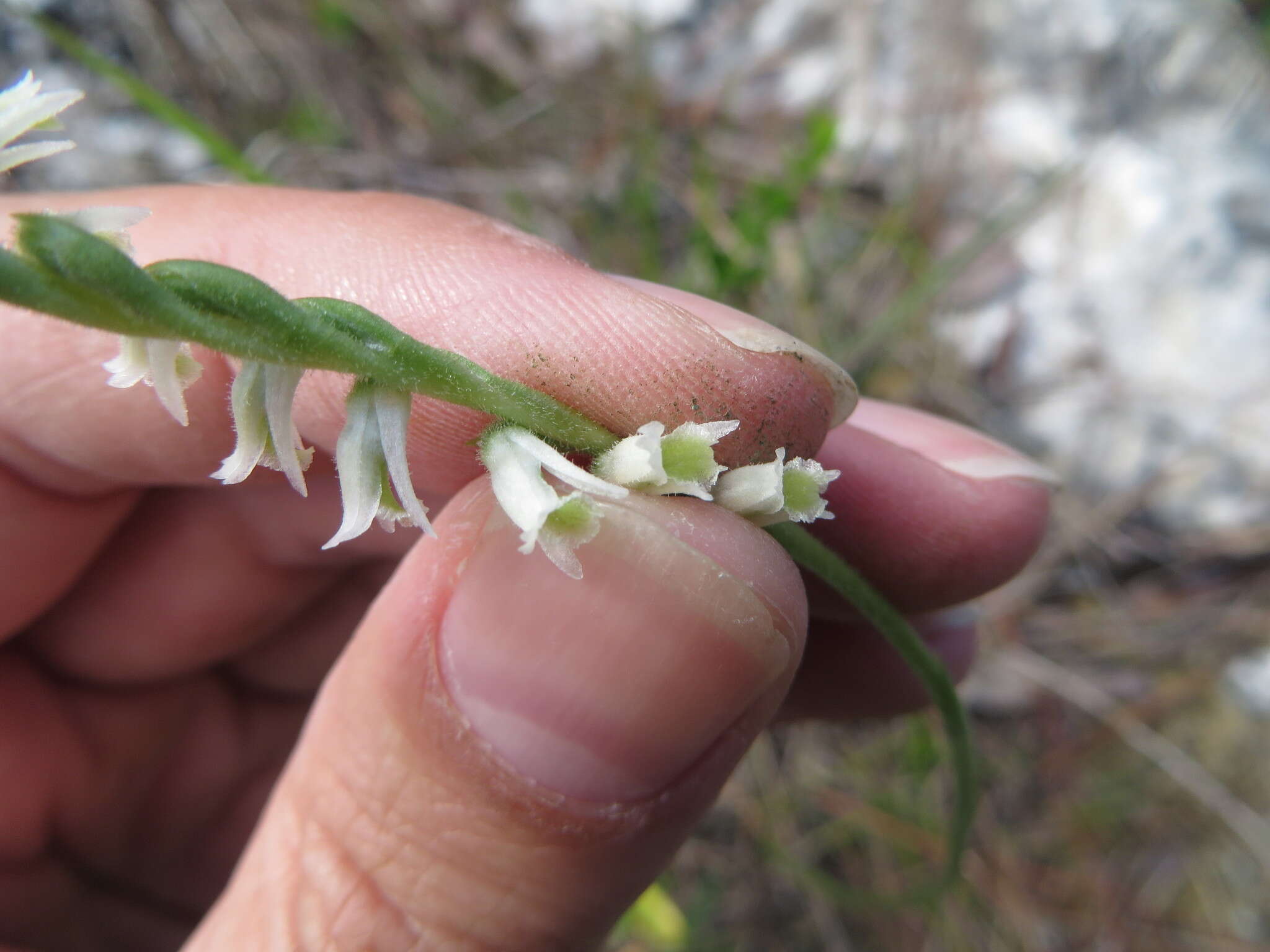 Image of Southern lady's tresses