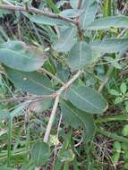 Image de Notelaea longifolia Vent.