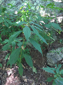 Image of Whorled Nodding-Aster