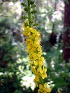 Image of Agrimony