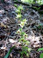 Image of Broad-leaved Helleborine