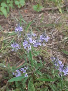 Image of Sprawling Speedwell