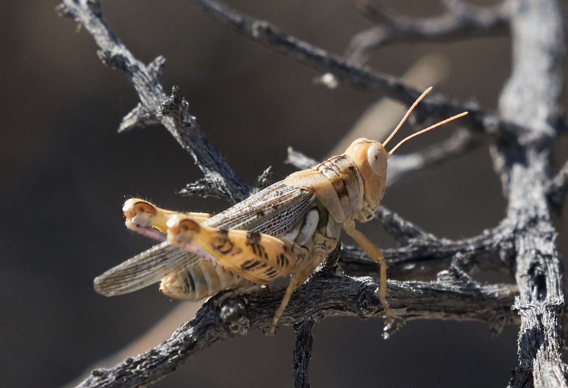 Слика од Aeoloplides tenuipennis (Scudder & S. H. 1897)