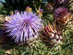 Image of cardoon