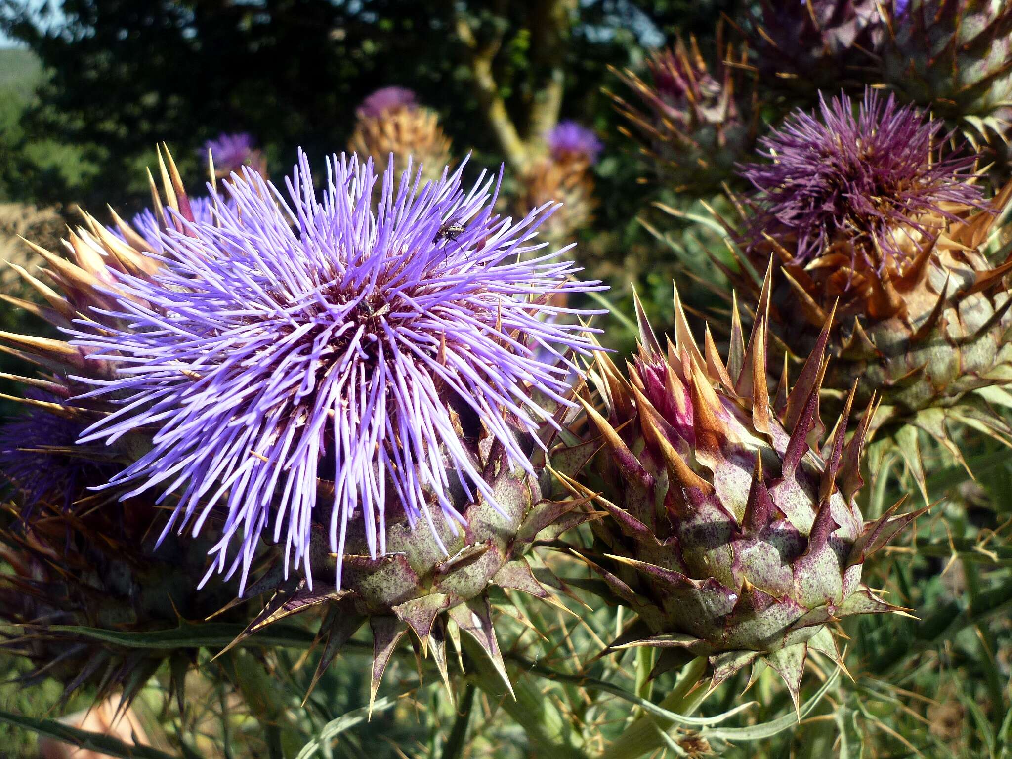 Image of cardoon