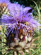 Image of cardoon