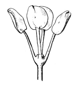 Image of Tetraphyllidea