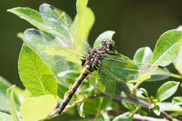 Image of Boreal Whiteface