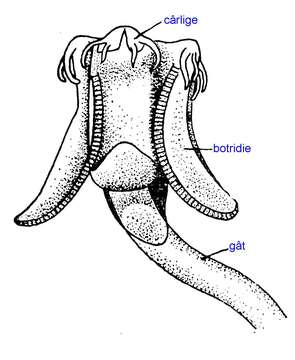 Image of Tetraphyllidea