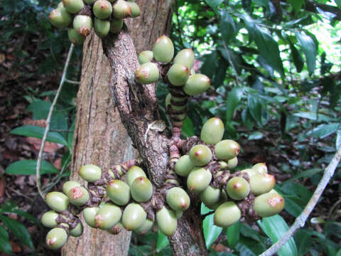 Image of Gnetum macrostachyum Hook. fil.