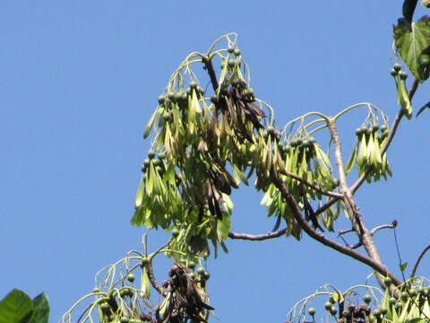 Image of Gyrocarpus americanus Jacq.