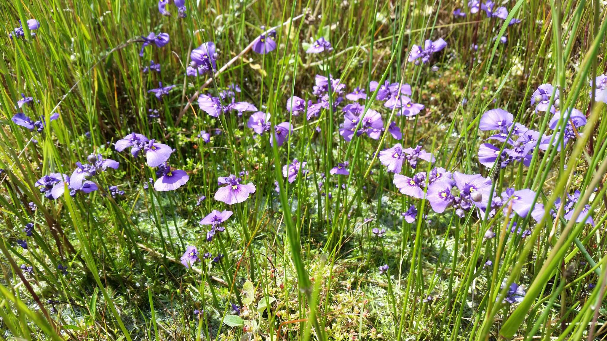 Image of Utricularia beaugleholei R. J. Gassin