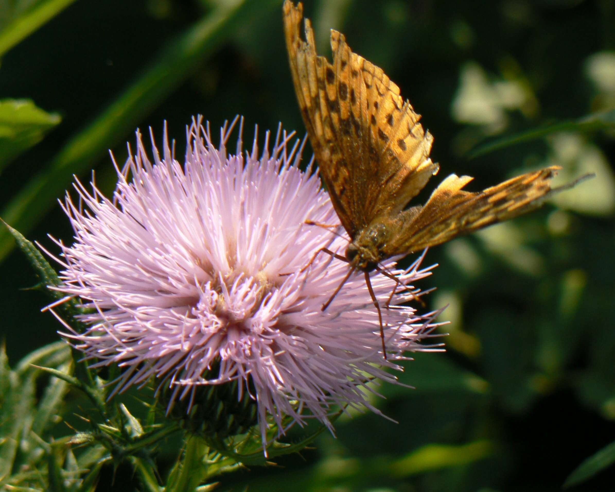 Image of Great Spangled Fritillary