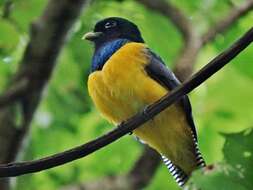 Image of Black-throated Trogon