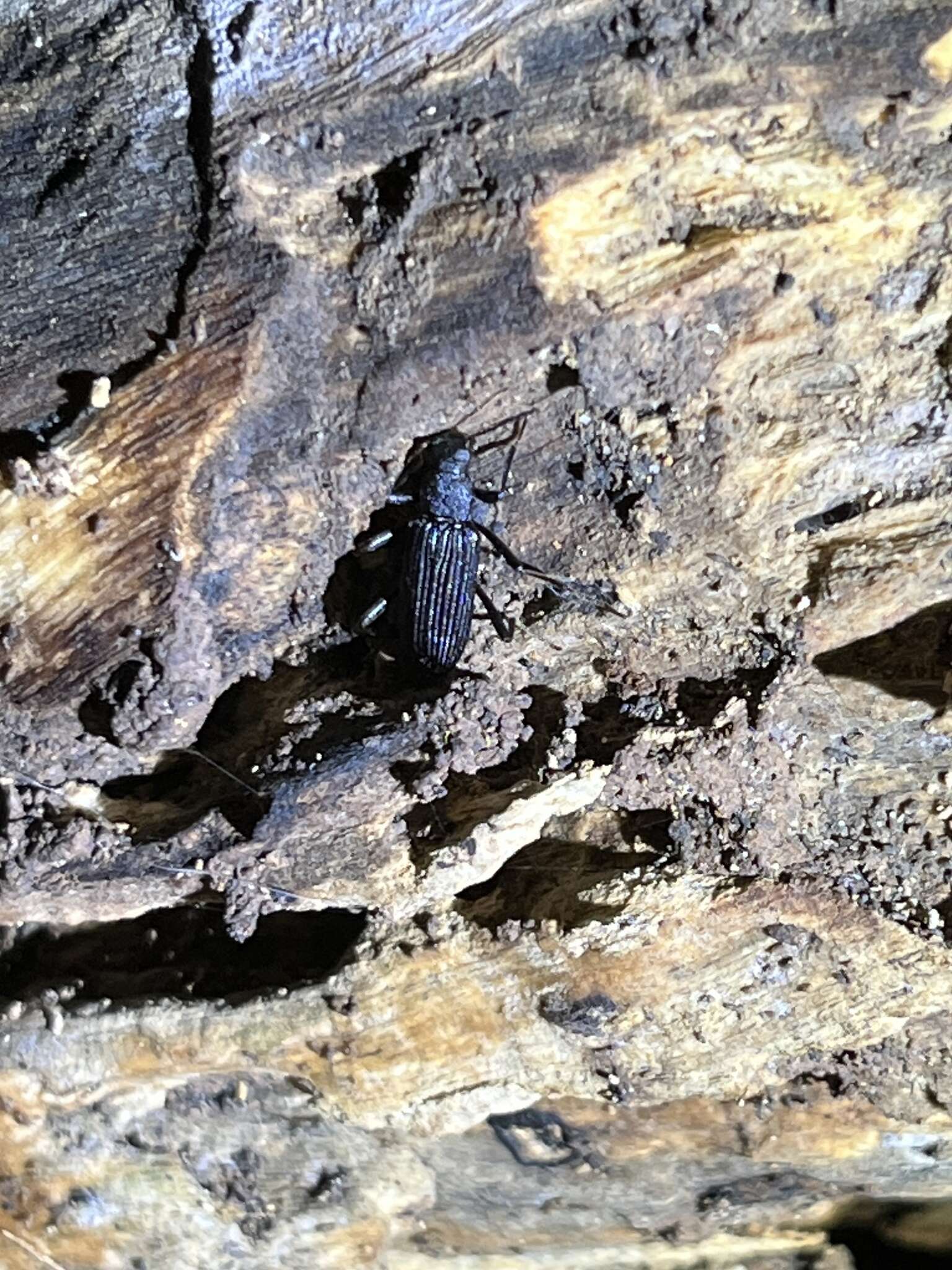 Image of Darkling beetle