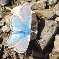 صورة Polyommatus eros (Ochsenheimer 1807)