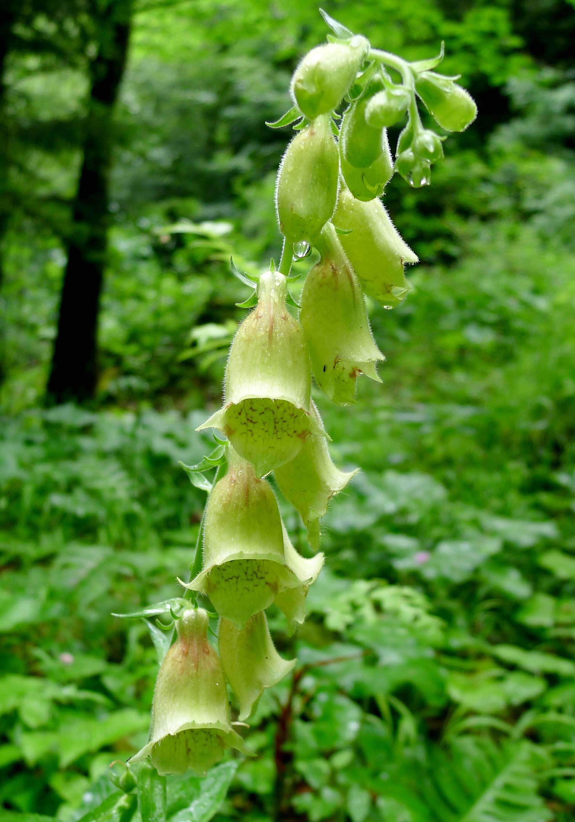 Imagem de Digitalis grandiflora Mill.