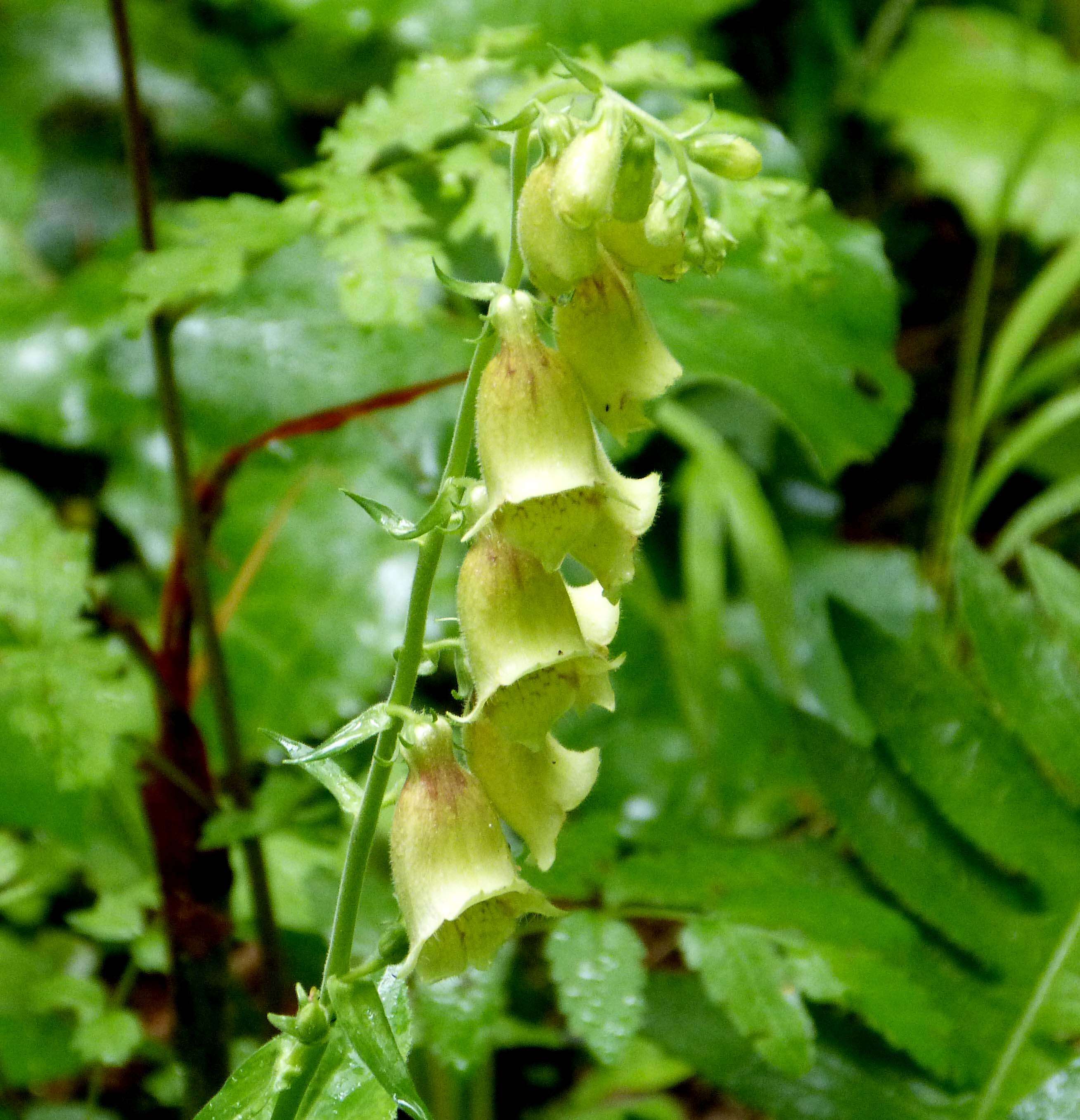 Imagem de Digitalis grandiflora Mill.