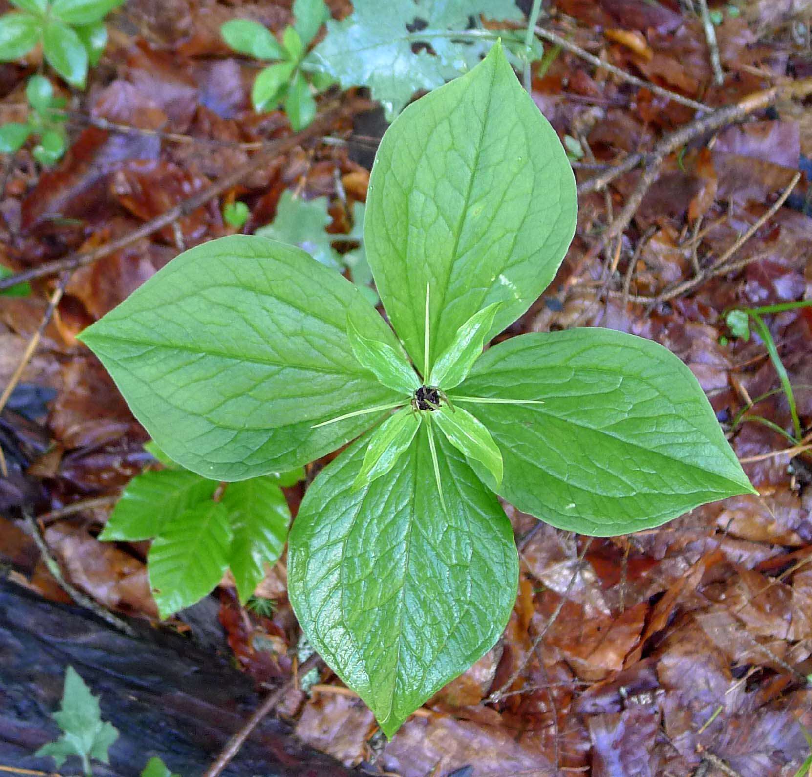 Image of herb Paris