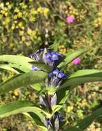 Image of Gentiana cruciata subsp. cruciata