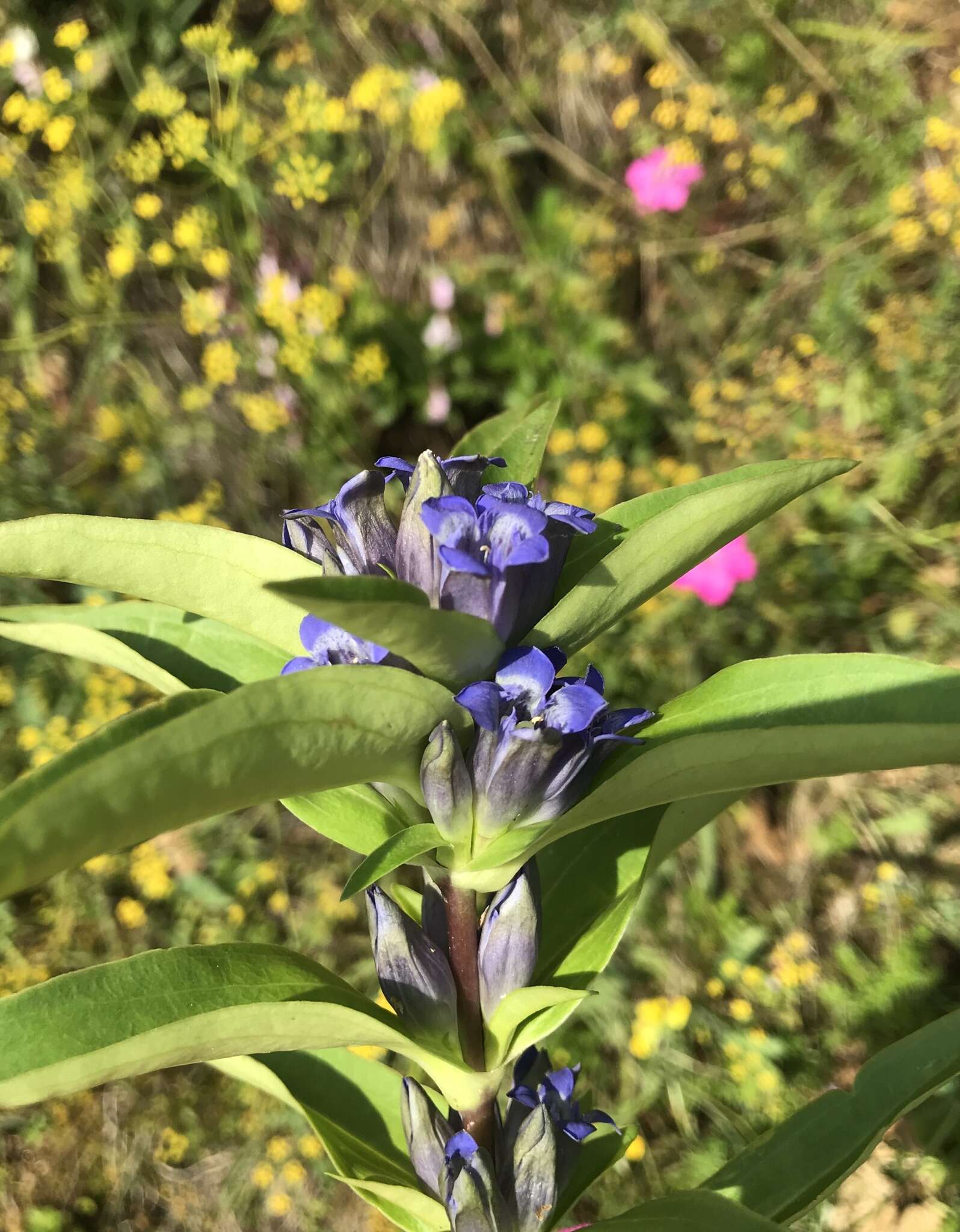 Image of Gentiana cruciata subsp. cruciata