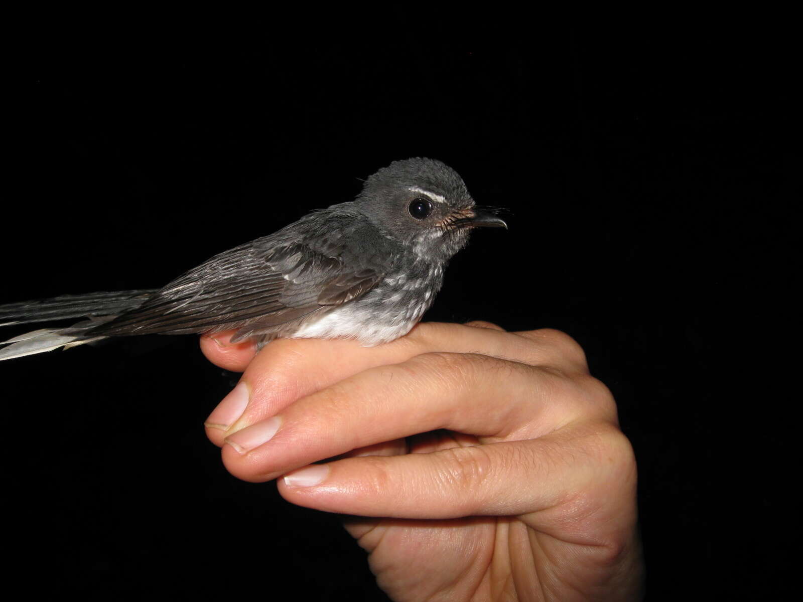 Image of Spotted Fantail