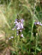 Image of herb of the cross