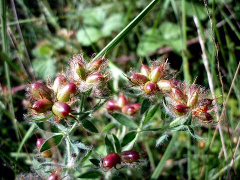 Image of hairy canary-clover