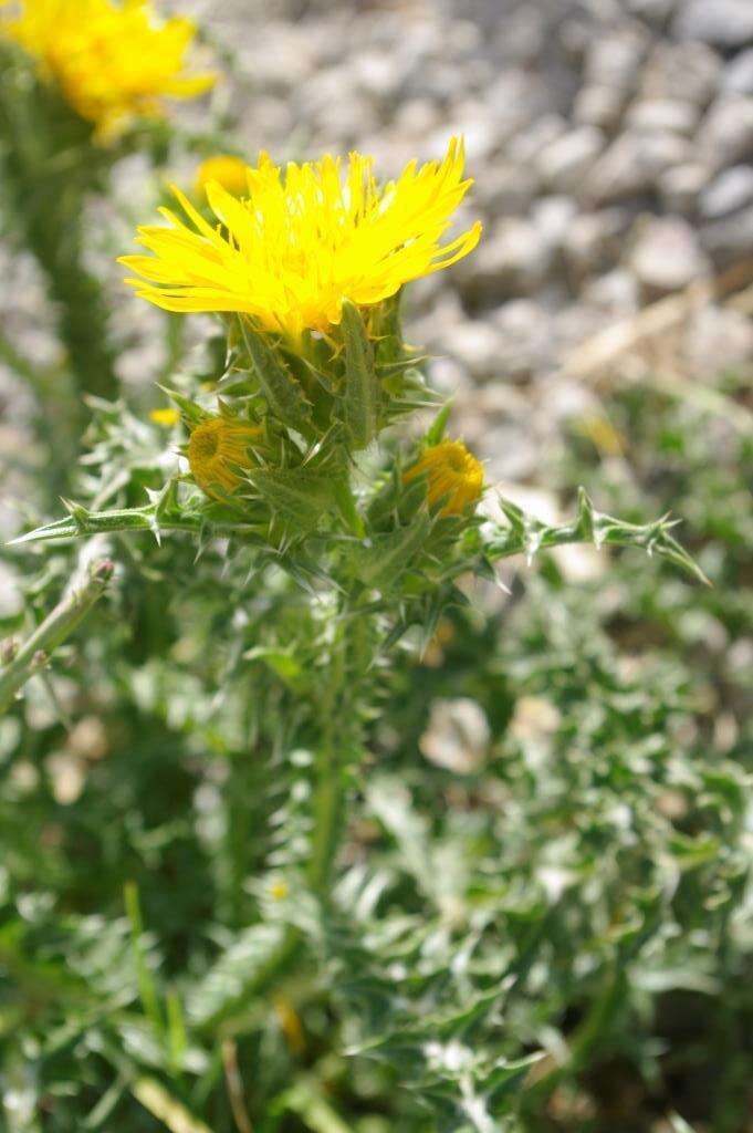 Image of Scolymus grandiflorus Desf.