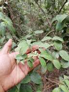 Image de Viburnum microphyllum (Oerst.) Hemsl.