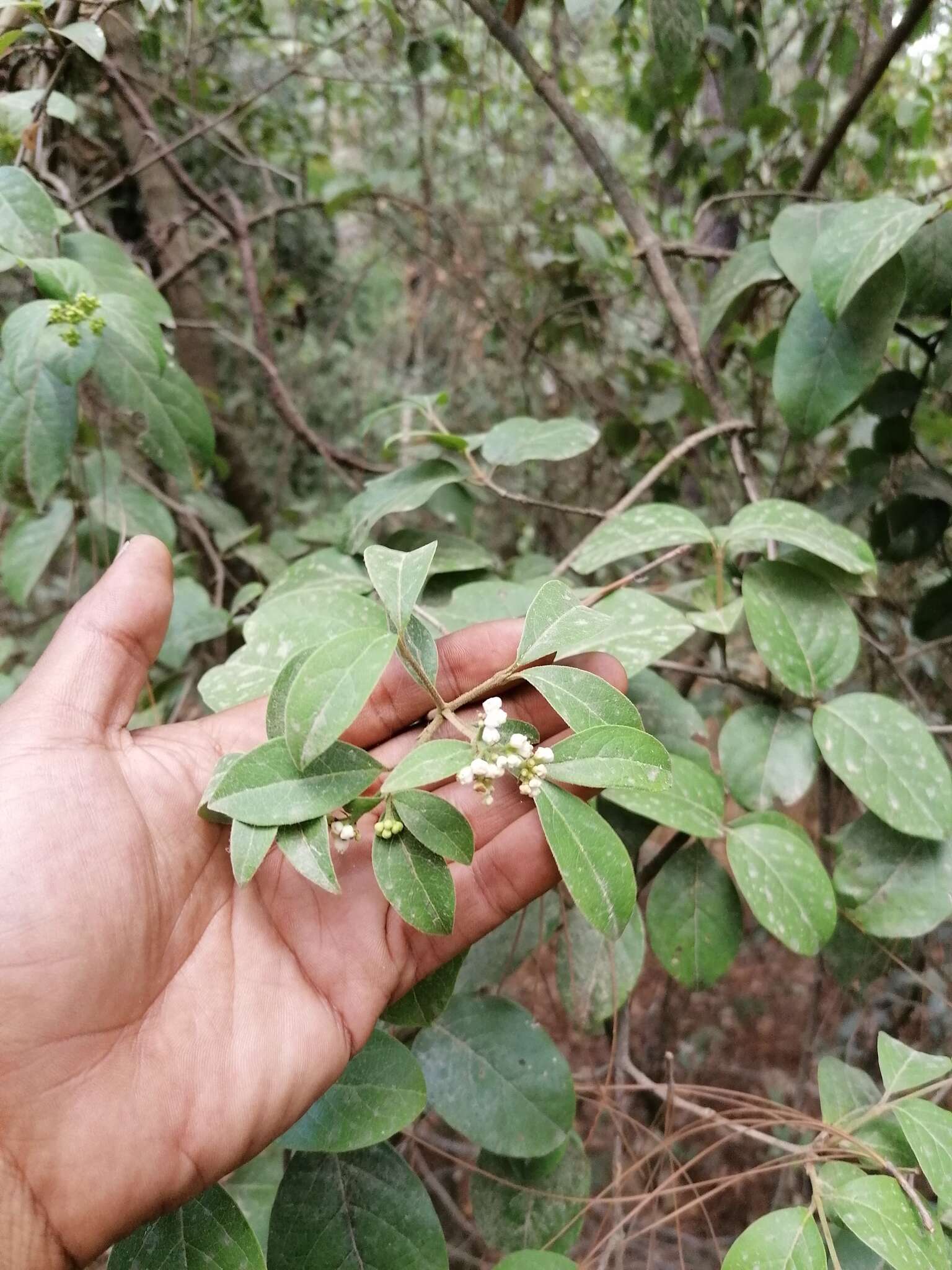 Image de Viburnum microphyllum (Oerst.) Hemsl.