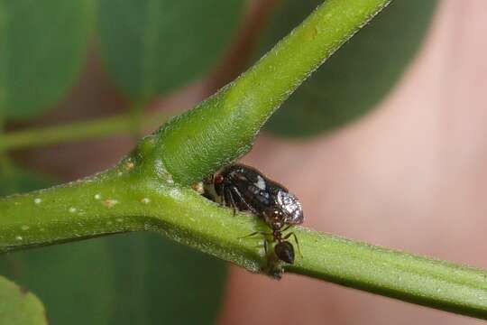 Image of Vanduzea triguttata Burmeister