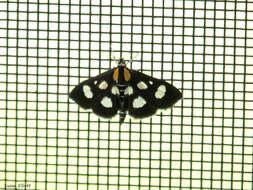 Image of White-Spotted Sable Moth