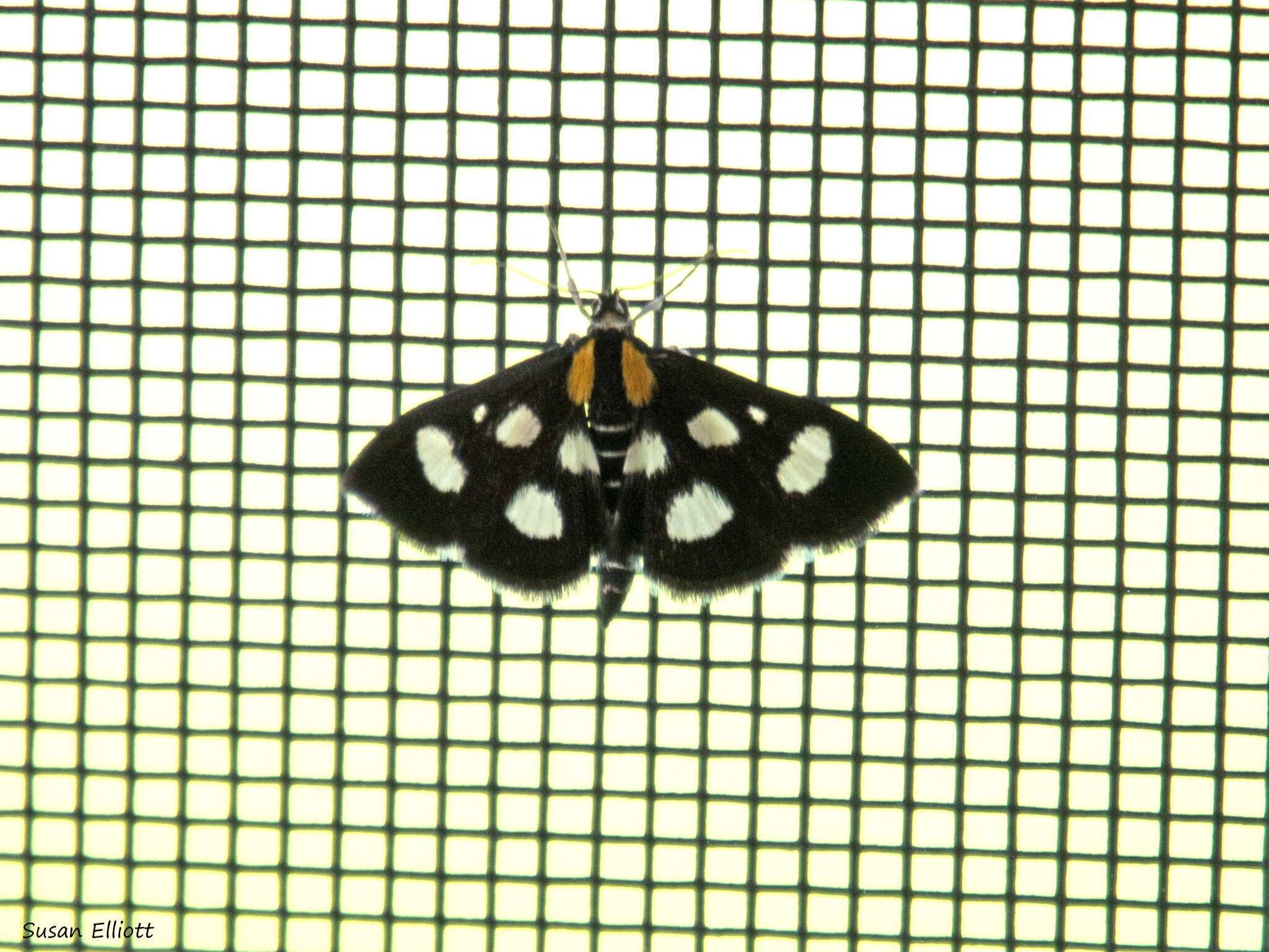 Image of White-Spotted Sable Moth