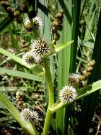 Image of Branched Bur-reed