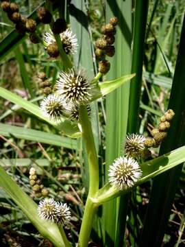 Image of Branched Bur-reed