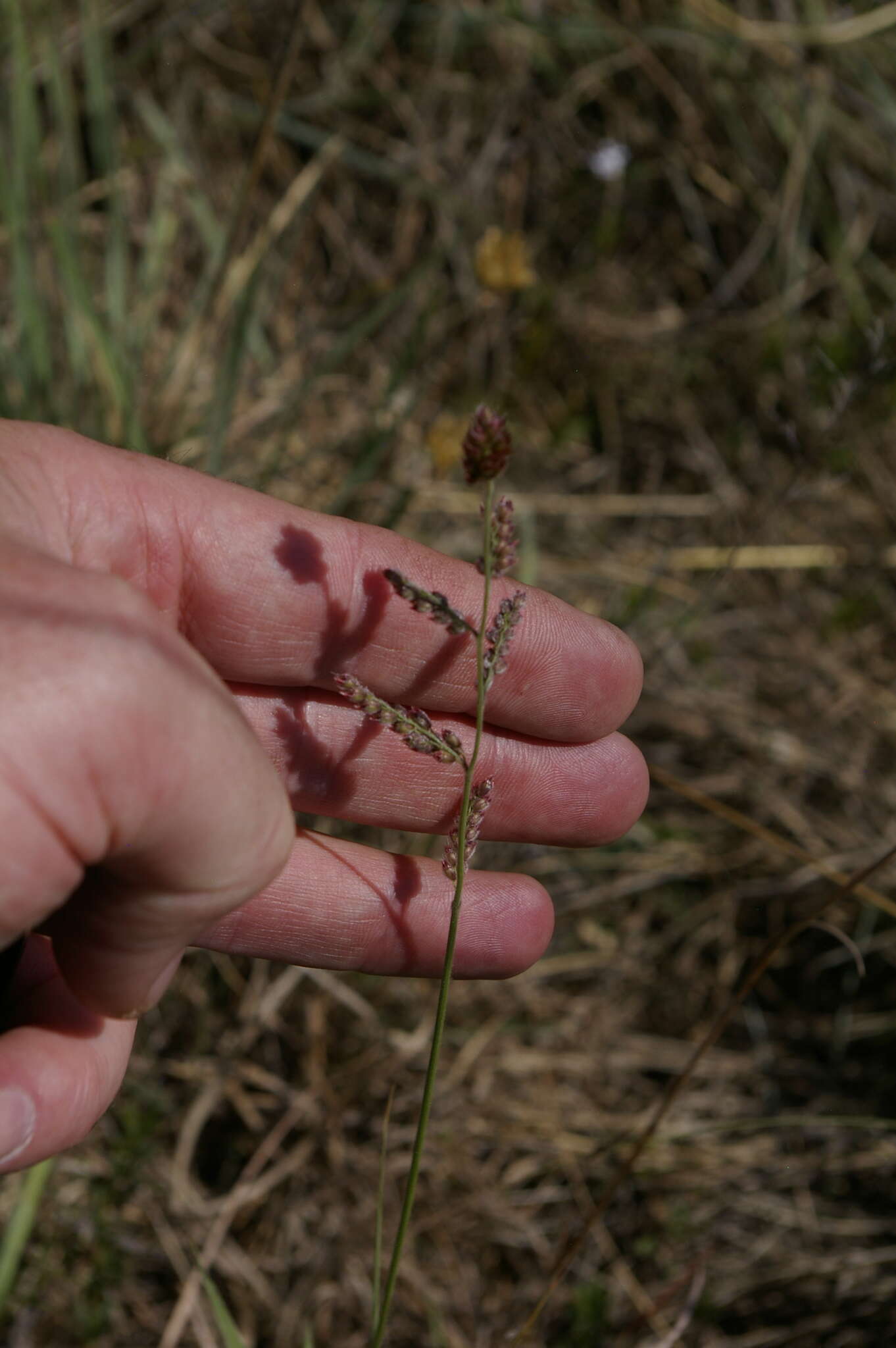 Image of Urochloa serrata