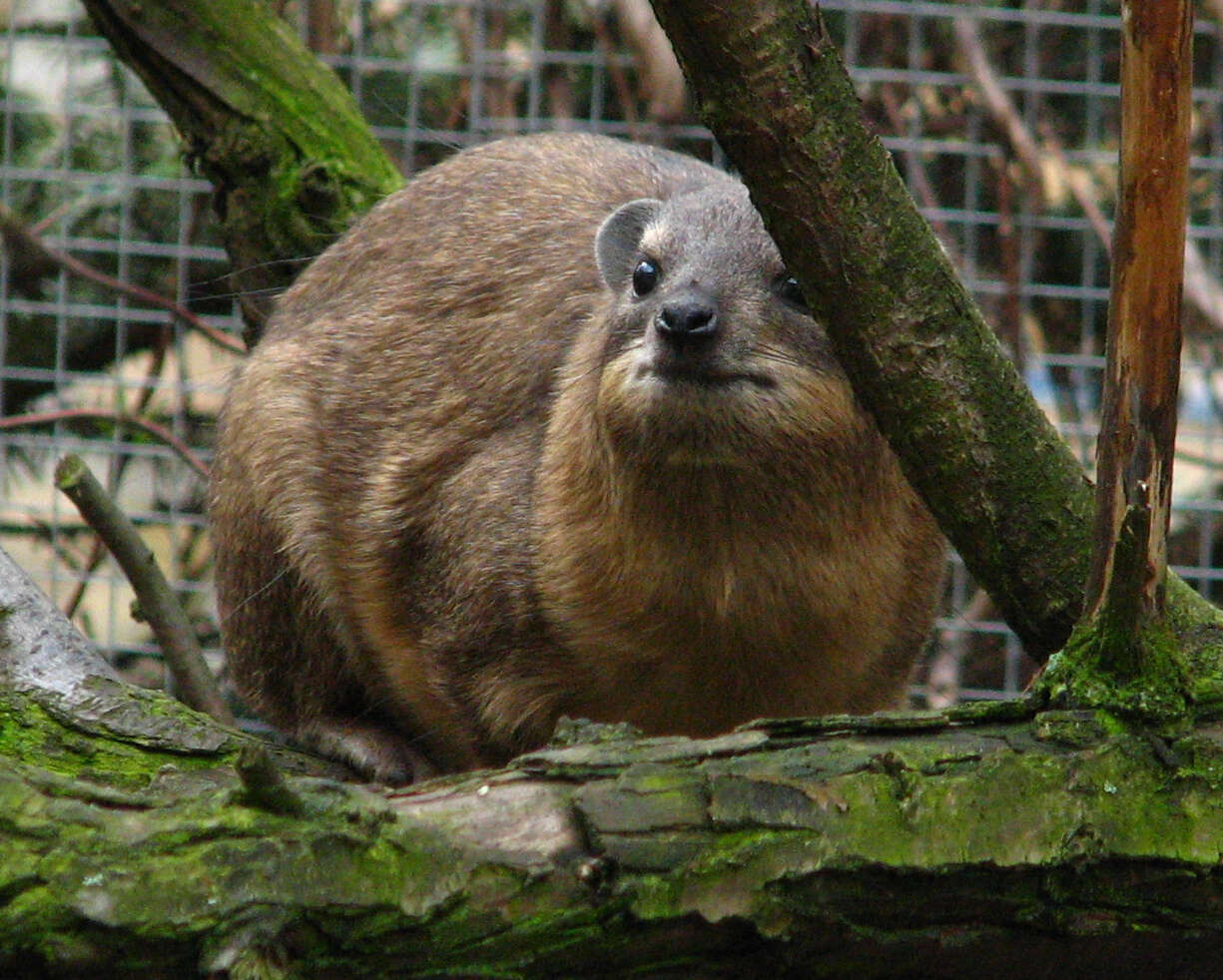 Image of Rock Hyrax