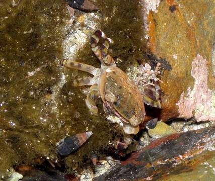 Image of Hemigrapsus crenulatus (H. Milne Edwards 1837)