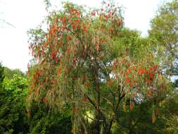 صورة Callistemon rigidus R. Br.