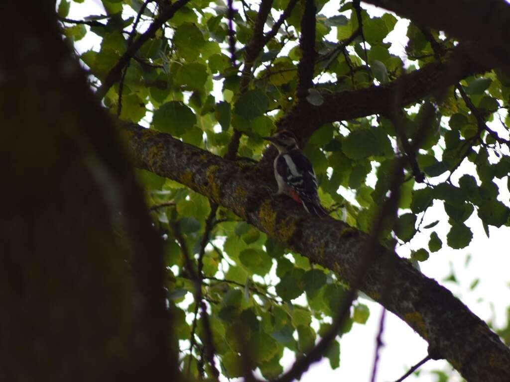 Image of Great Spotted Woodpecker