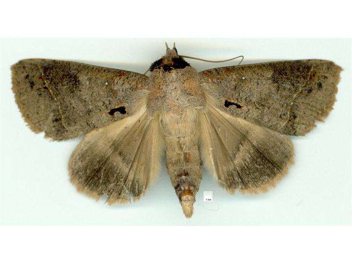 Image of Pantydia metaspila Walker 1857