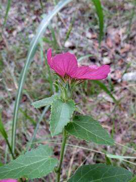 صورة Pavonia lasiopetala Scheele