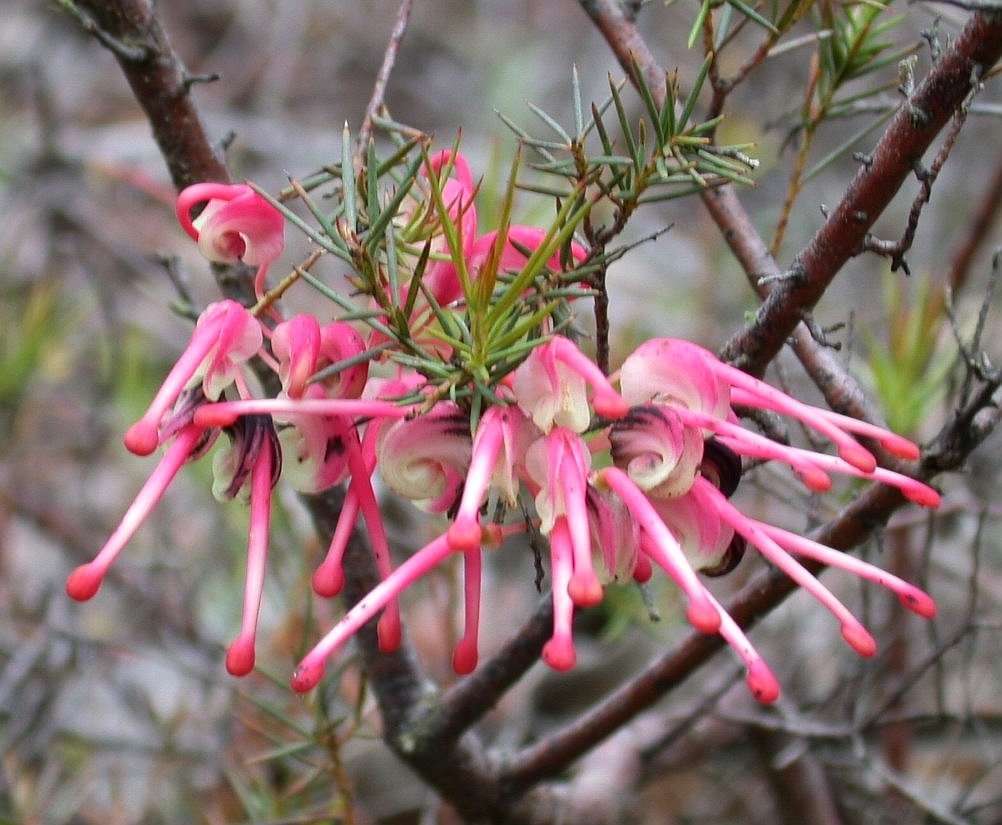 Image of Grevillea rosmarinifolia A. Cunn.