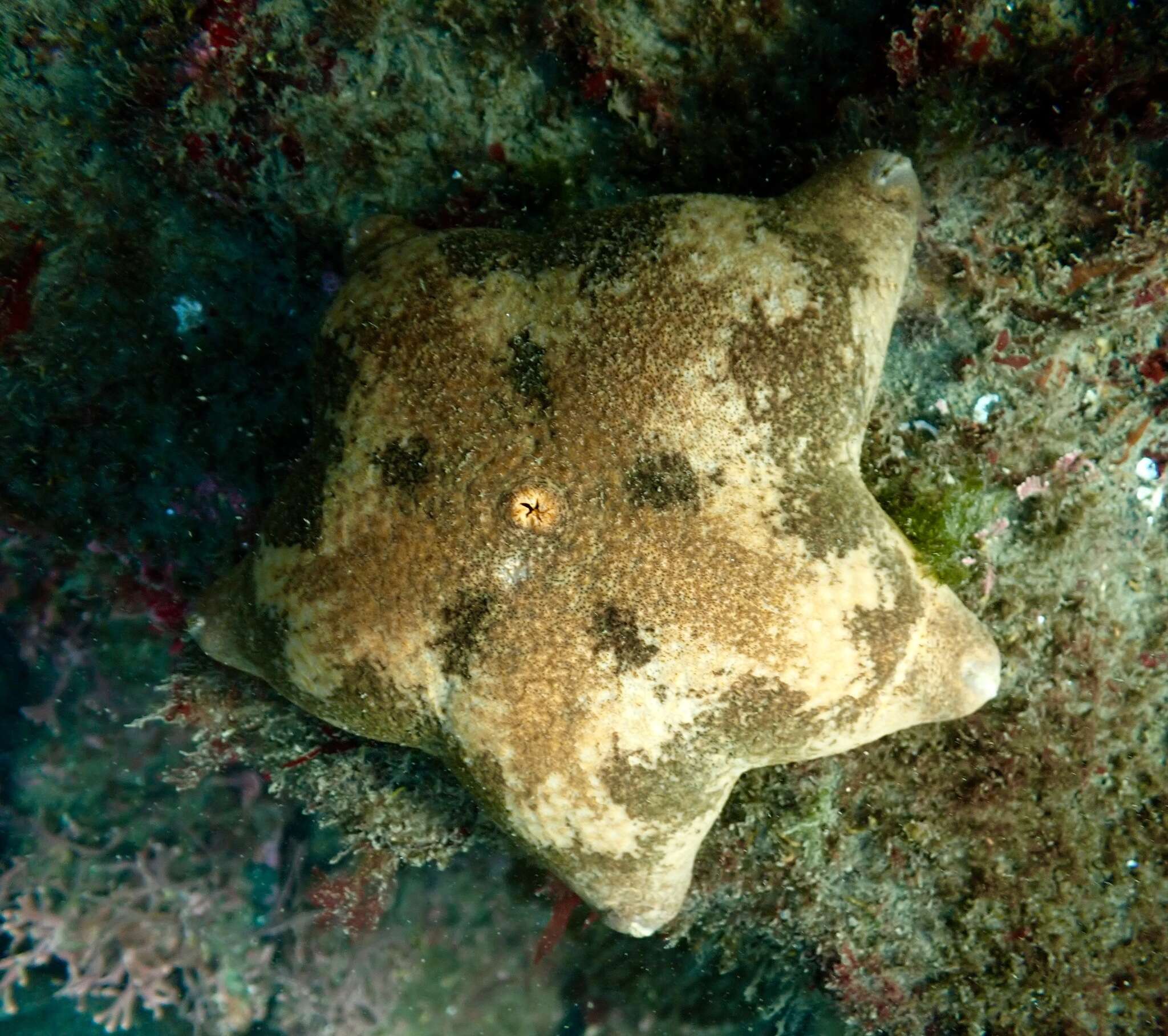 Image of Tesselated slime star