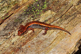 Image of Pygmy Salamander