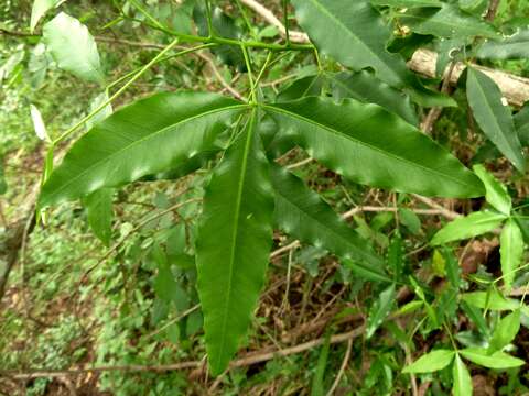 Image of White Ironwood