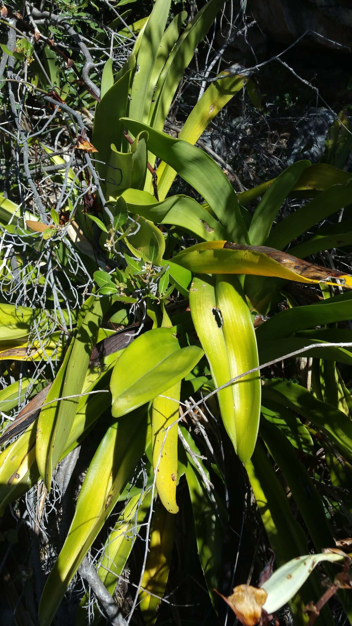 Image of Angraecum longicalcar (Bosser) Senghas