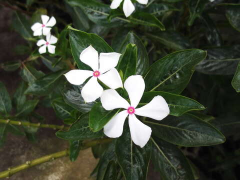 Image of Madagascar periwinkle