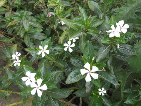 Imagem de Catharanthus roseus (L.) G. Don